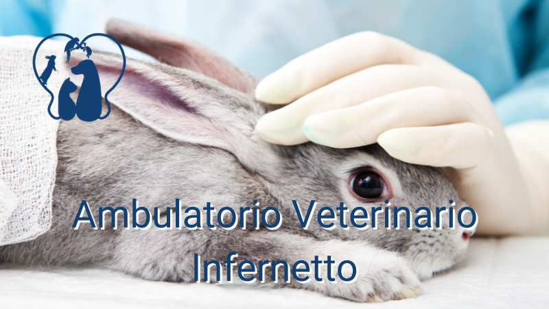 Un nuovo animale da compagnia, Il Coniglio.