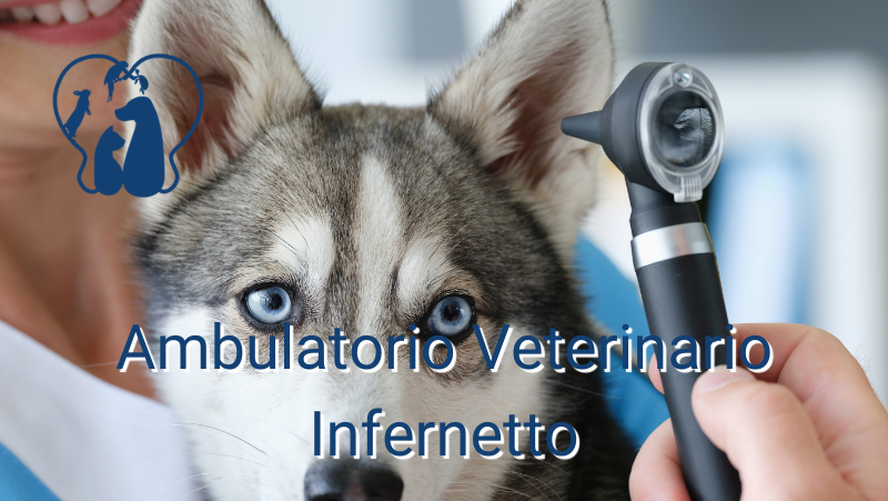 I forasacchi