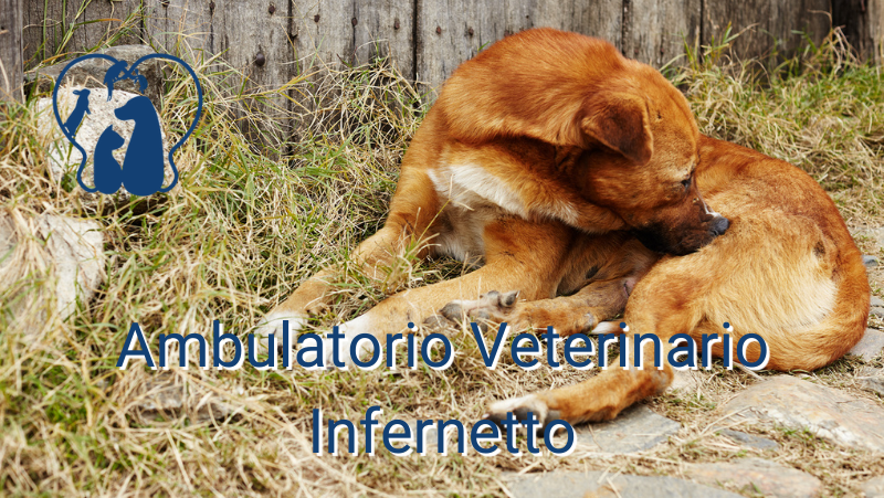 Il prurito nel cane