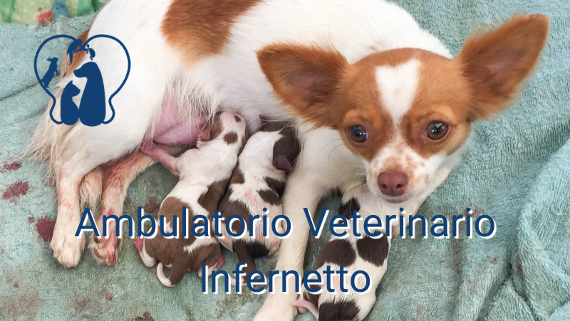 Gravidanza e parto nella cagna